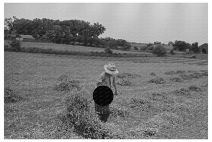 Farmer Pitching Pea Vines Truck Wisconsin June 1937