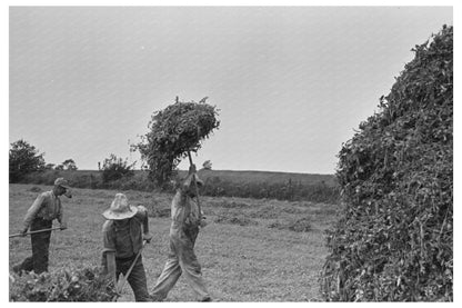 Vintage Farmer Pitching Pea Vines Truck June 1937