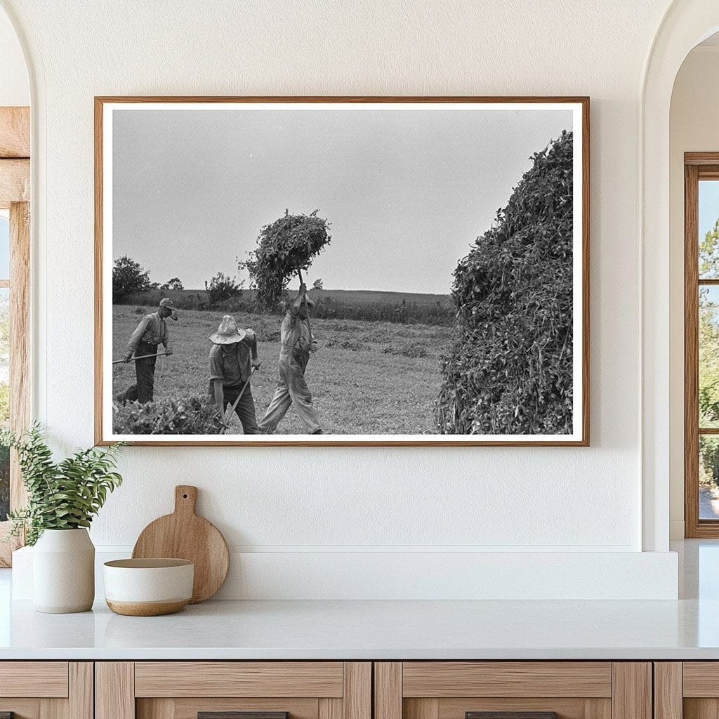 Vintage Farmer Pitching Pea Vines Truck June 1937