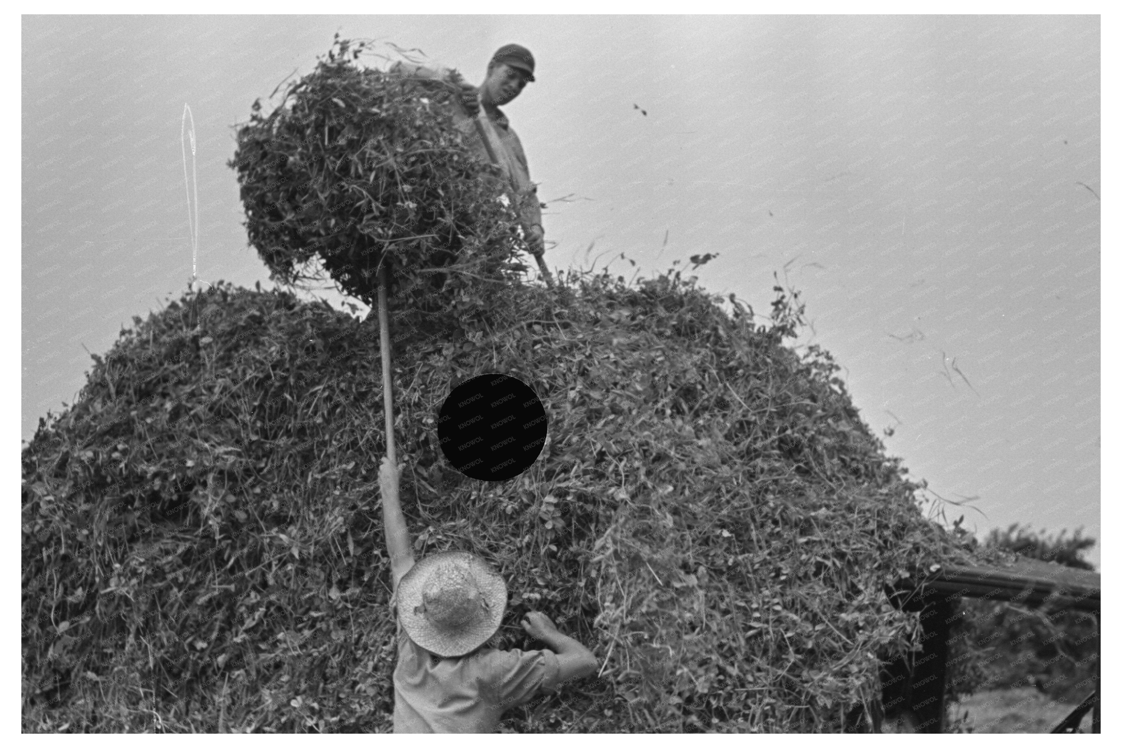 Farmer Pitching Pea Vines on Truck Wisconsin 1937