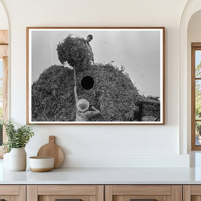 Farmer Pitching Pea Vines on Truck Wisconsin 1937