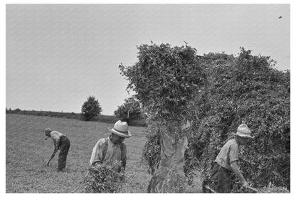 Vintage Farmer Pitching Pea Vines Truck Wisconsin 1937