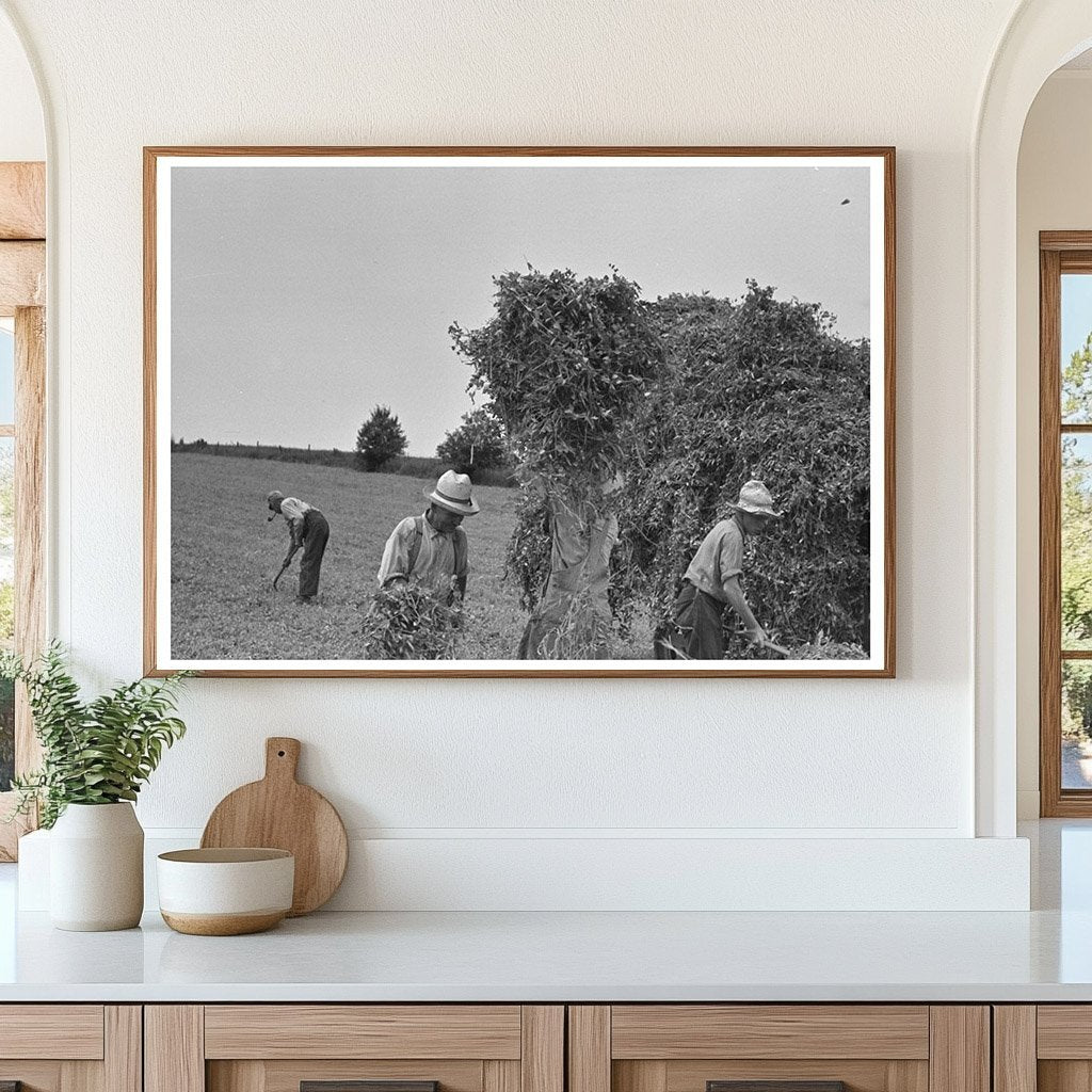 Vintage Farmer Pitching Pea Vines Truck Wisconsin 1937