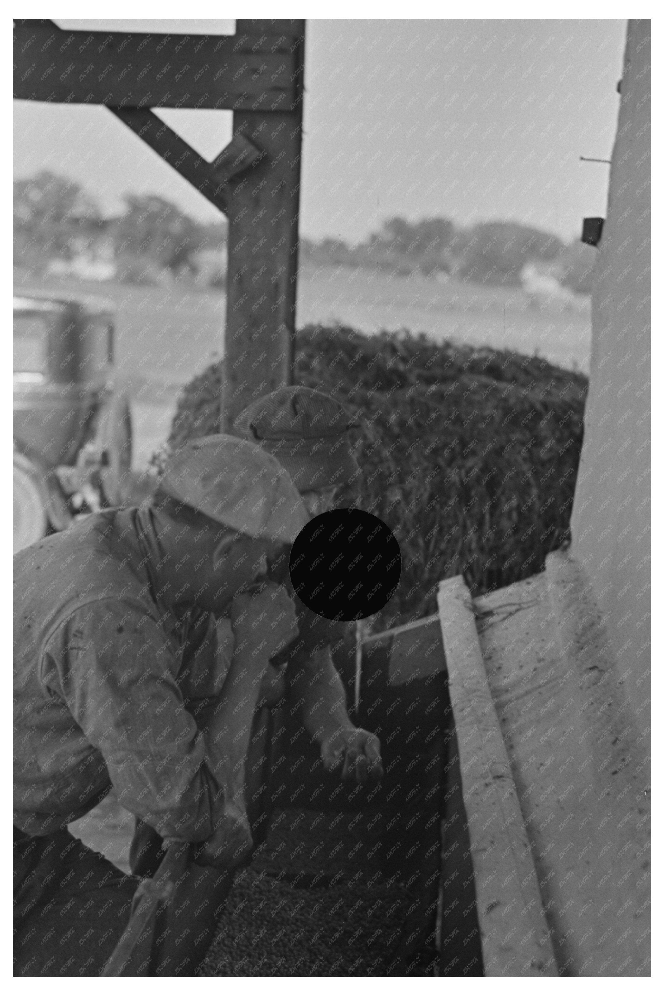 Farmers Inspect Peas from Vinery Sun Prairie Wisconsin 1937