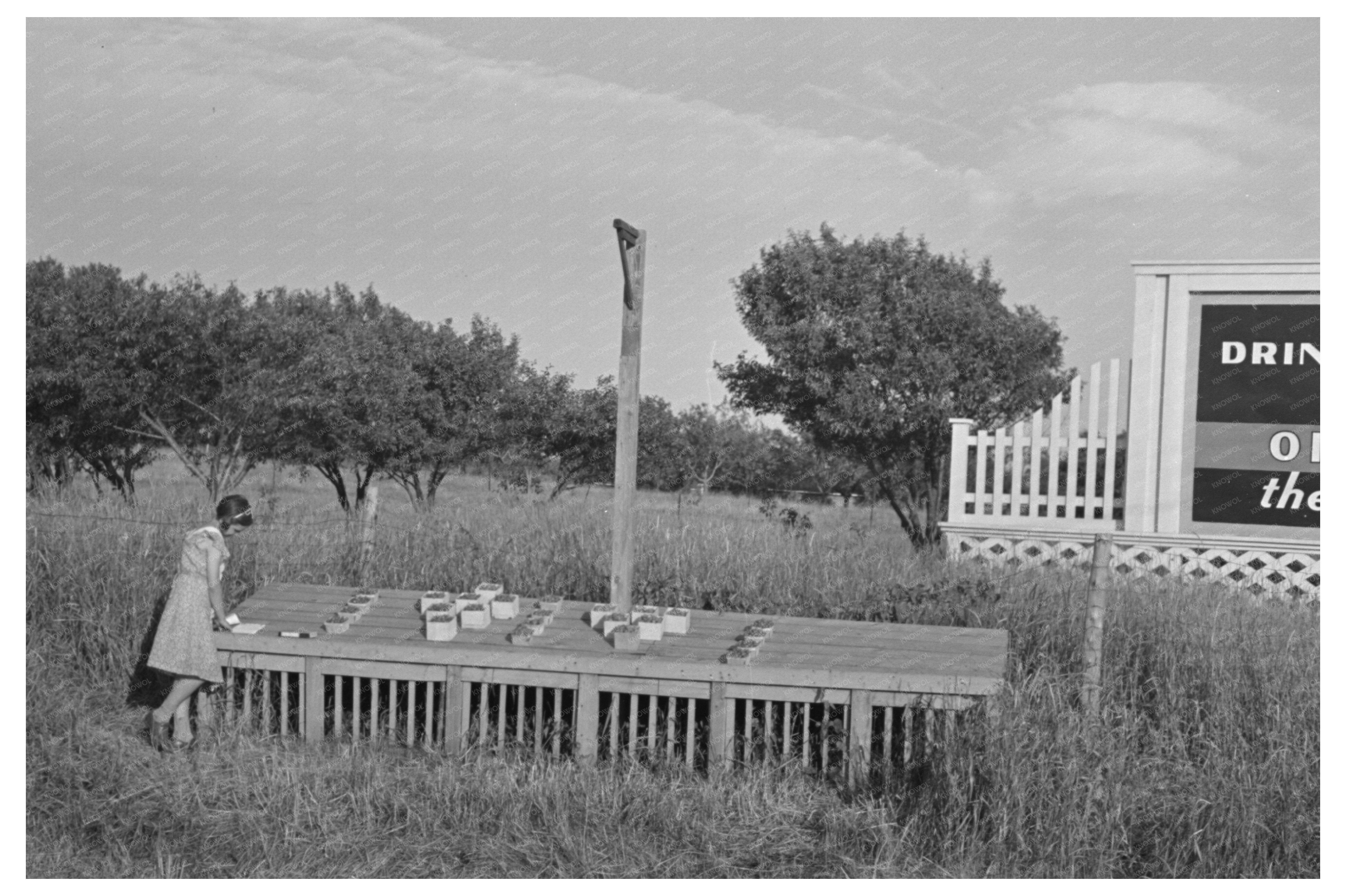 Strawberry Stand in Madison Wisconsin June 1937