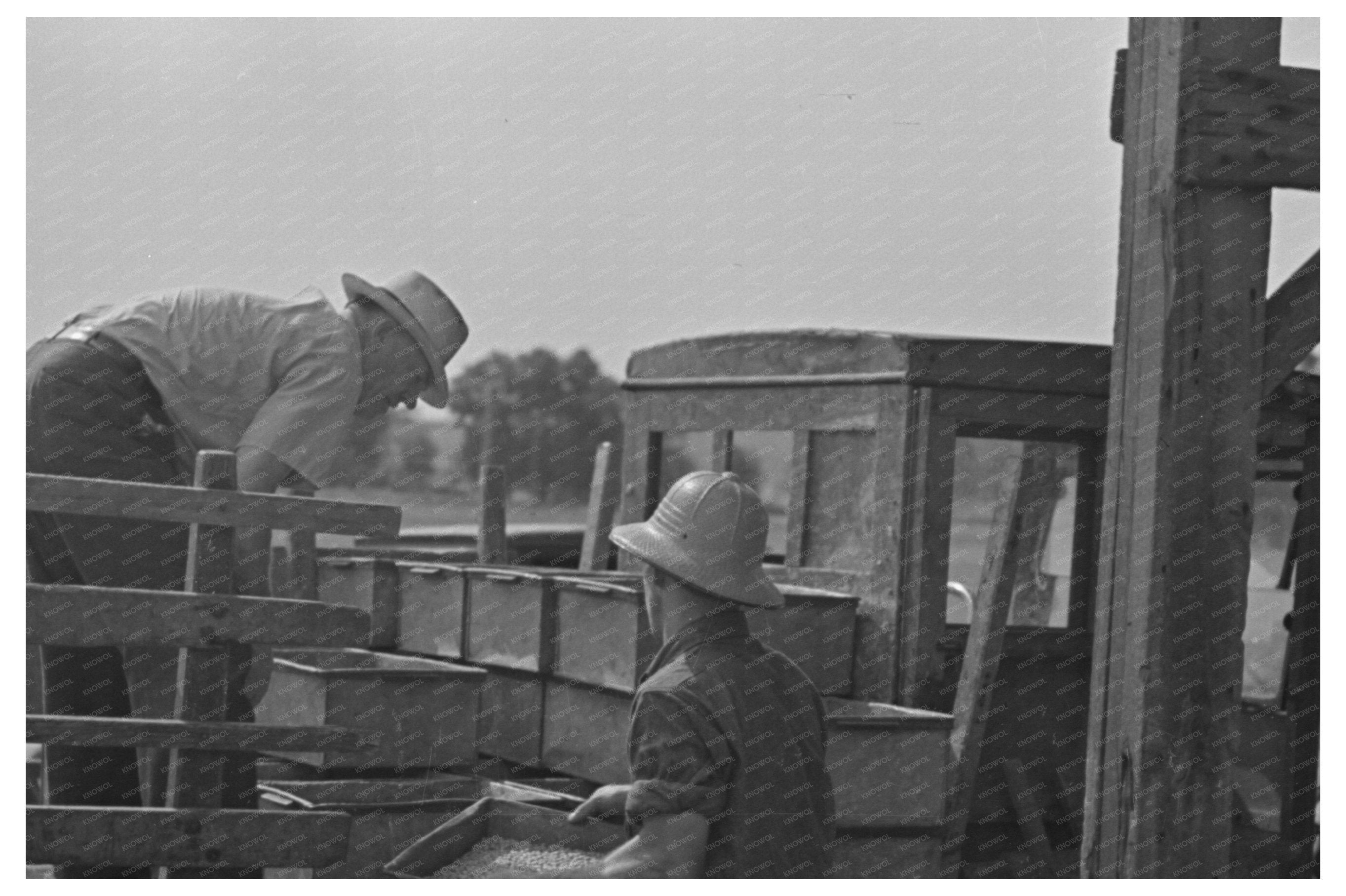 Vintage 1937 Photo of Man Documenting Pea Vines in Wisconsin