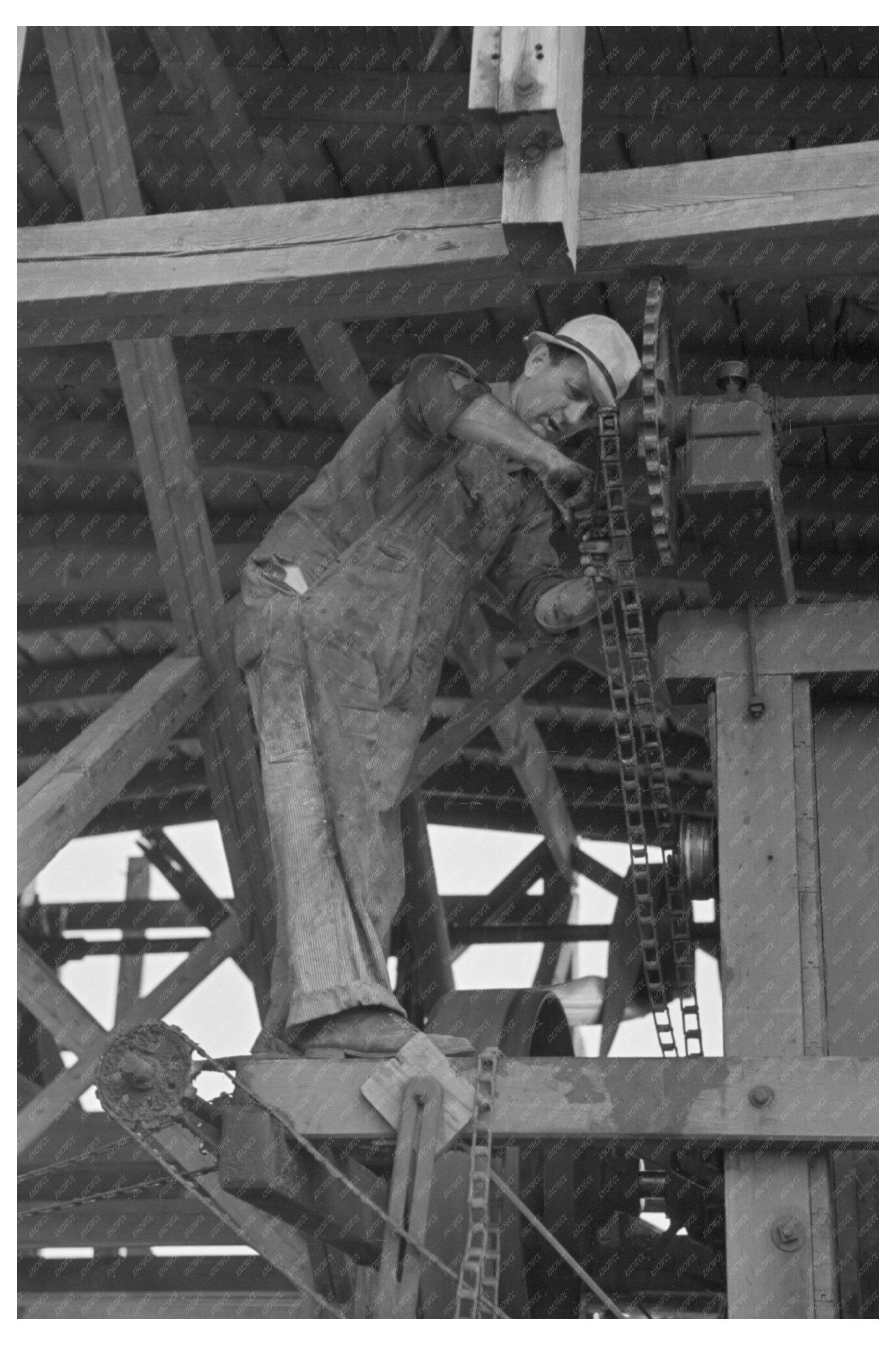 Loading Hulled Peas for Canning June 1937