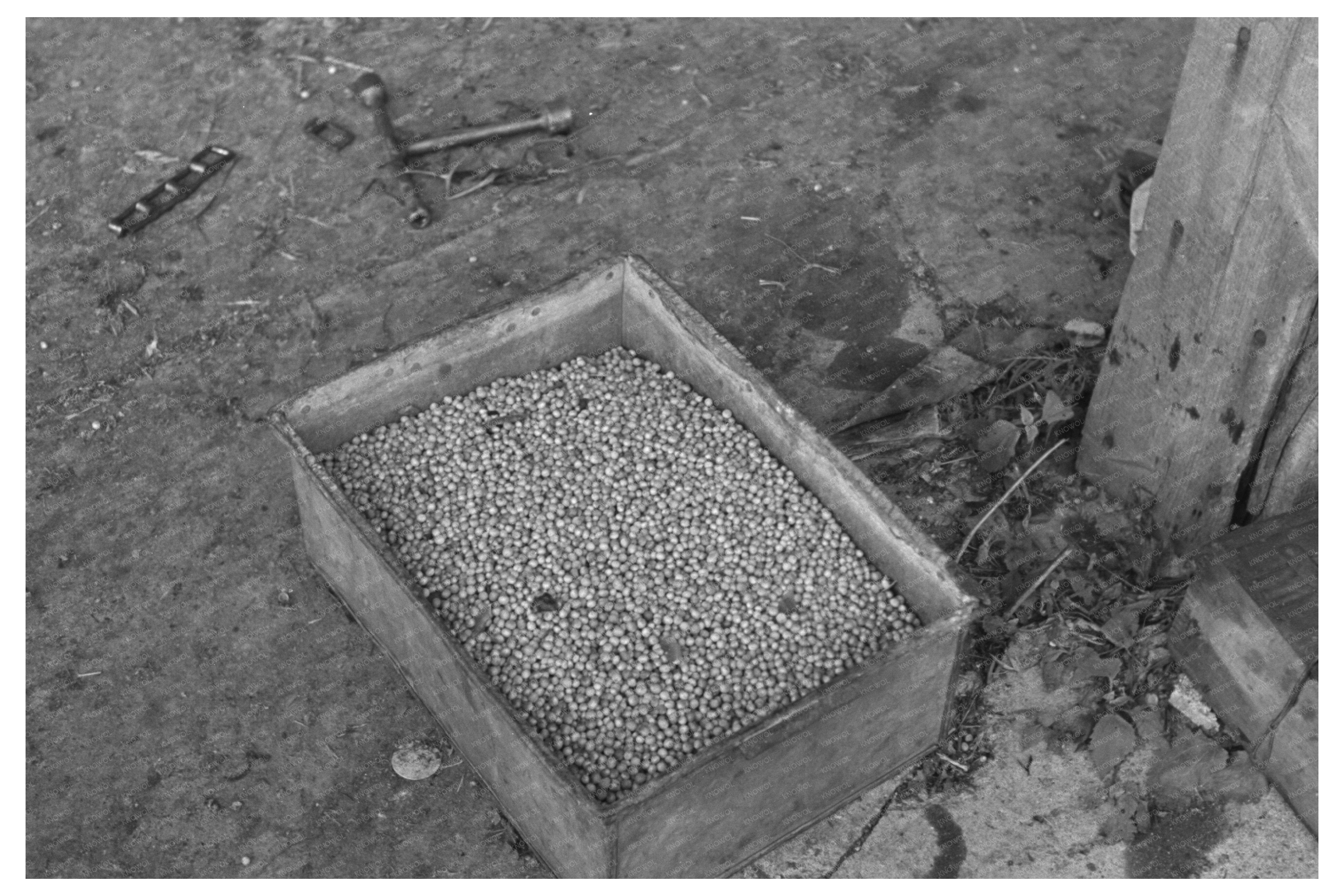 Vintage Pea Vinery Boxes in Wisconsin June 1937