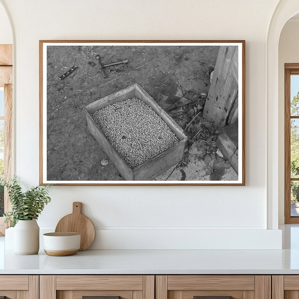 Vintage Pea Vinery Boxes in Wisconsin June 1937