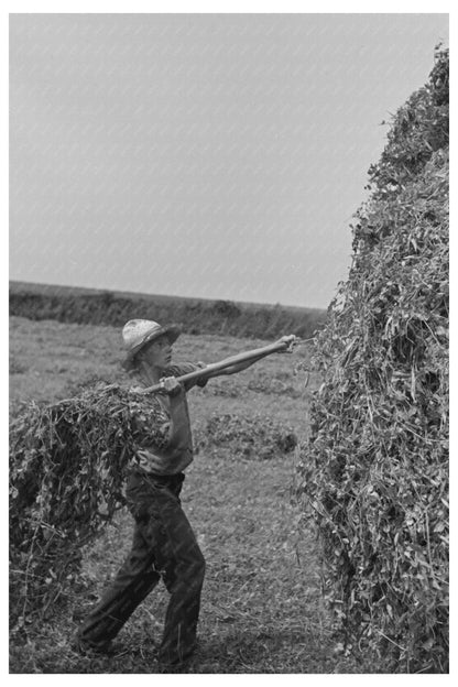 Farmer Pitching Pea Vines on Truck June 1937