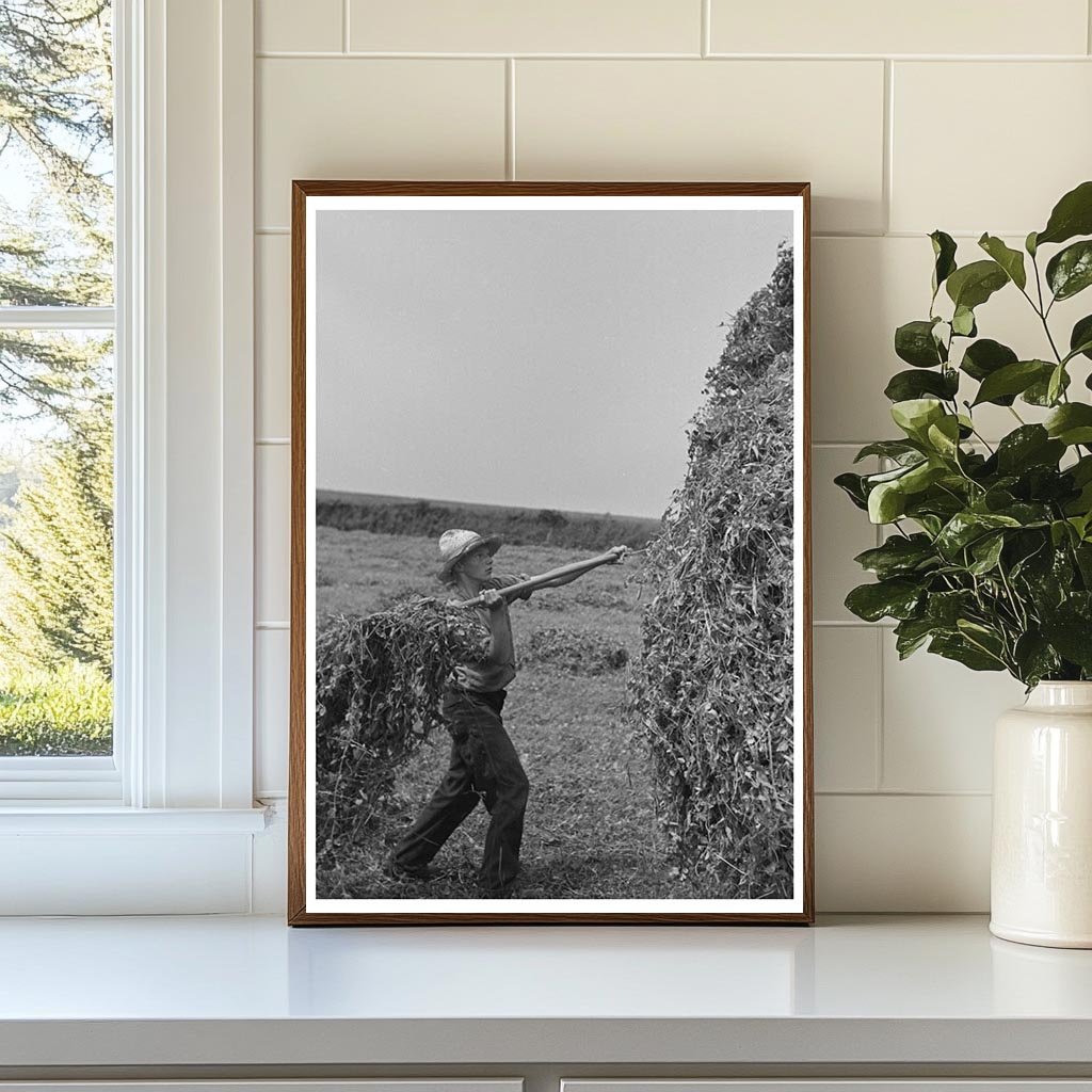 Farmer Pitching Pea Vines on Truck June 1937