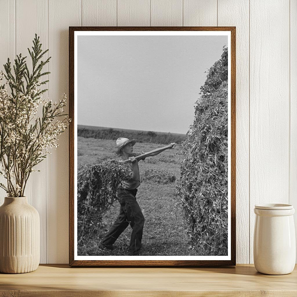 Farmer Pitching Pea Vines on Truck June 1937