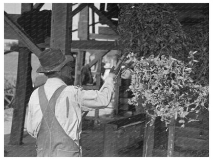 Vintage 1937 Farmer Pitching Pea Vines on Truck Wisconsin