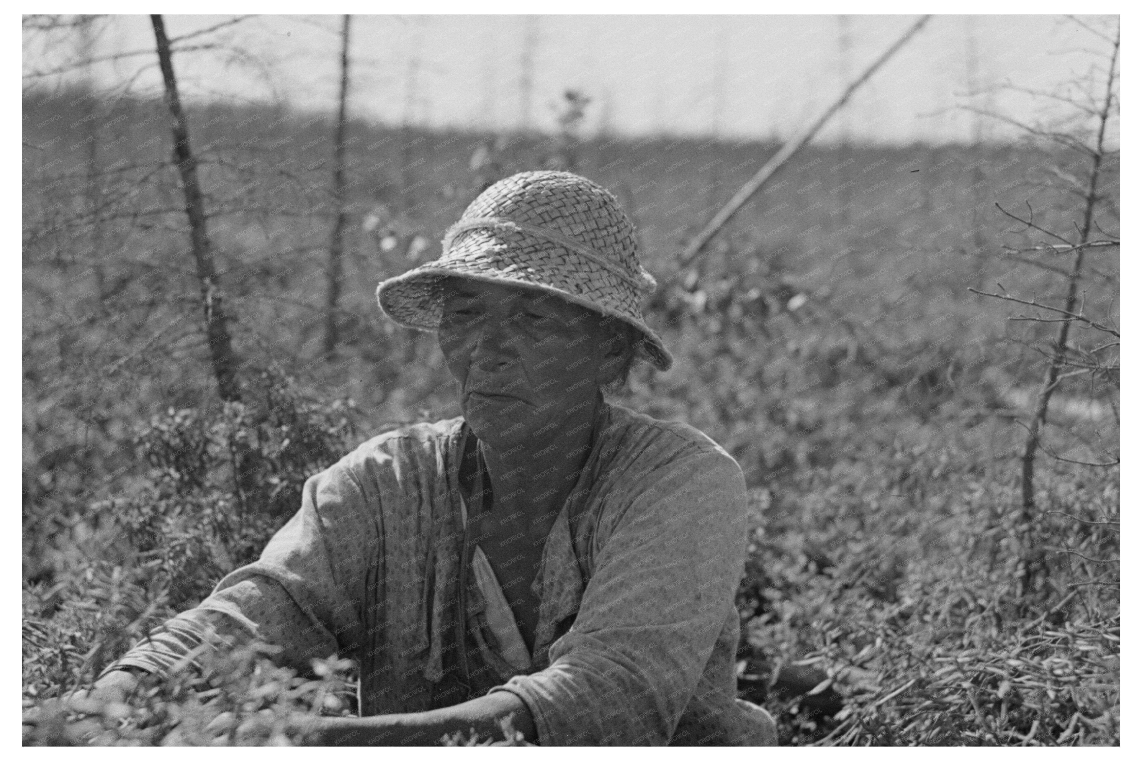 Indian Blueberry Picker Little Fork Minnesota 1937