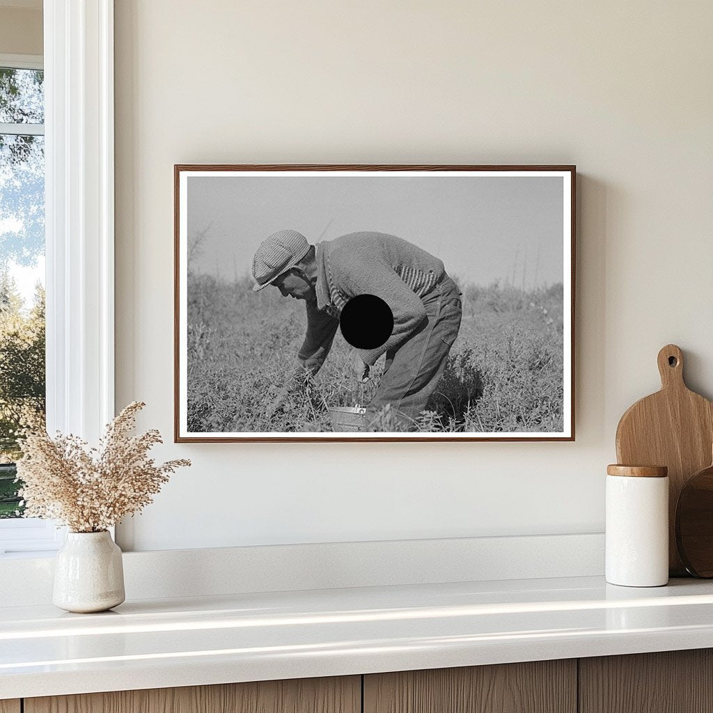 Blueberry Picker in Little Fork Minnesota 1937