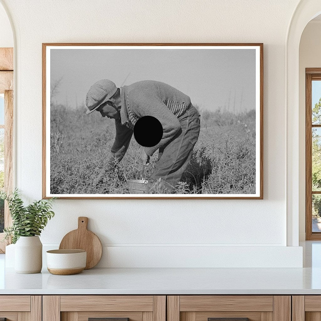 Blueberry Picker in Little Fork Minnesota 1937