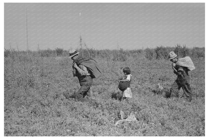 Blueberry Pickers in Minnesota Fields 1937