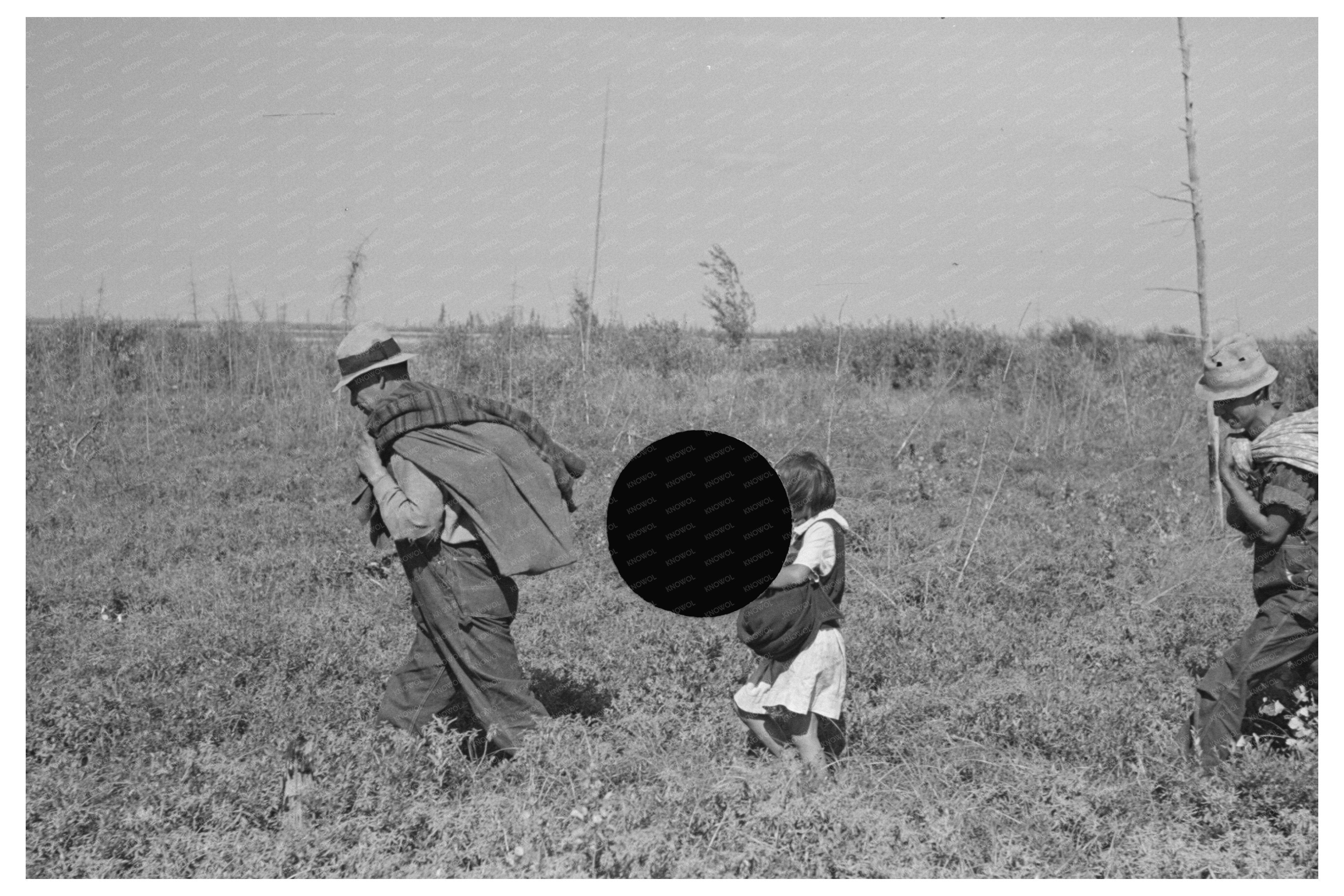 Blueberry Fields Little Fork Minnesota August 1937 Photo