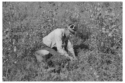 Indian Picking Blueberries Little Fork Minnesota August 1937