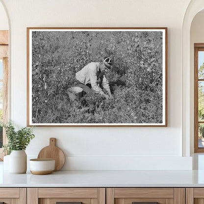 Indian Picking Blueberries Little Fork Minnesota August 1937