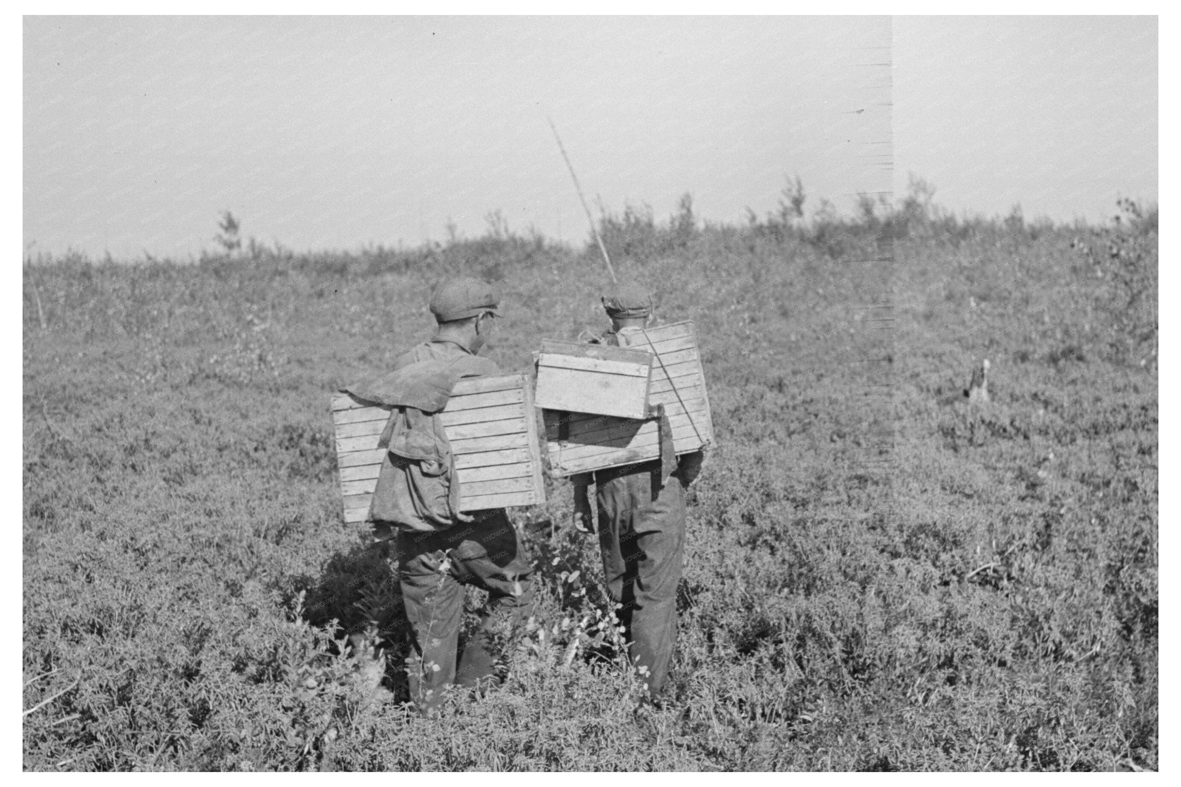 Blueberry Pickers Returning Home Little Fork Minnesota 1937