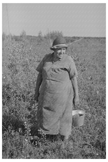 Indian Blueberry Picker Little Fork Minnesota August 1937