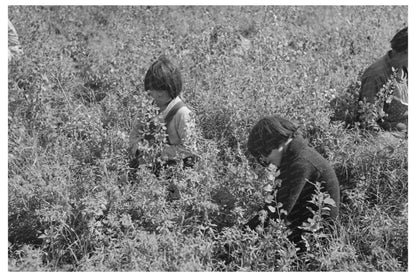 Young Blueberry Pickers in Little Fork Minnesota 1937