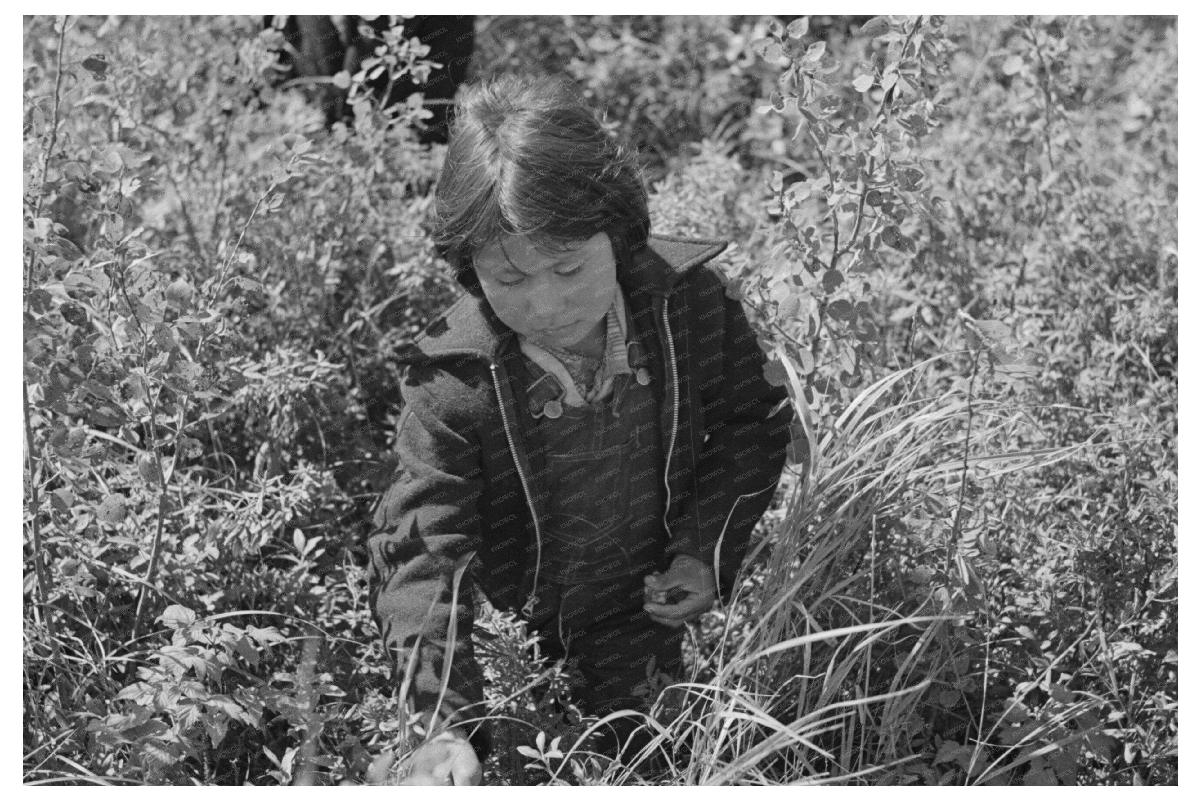 Child Picking Blueberries in Little Fork Minnesota 1937