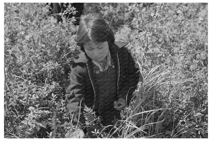 Child Picking Blueberries in Little Fork Minnesota 1937