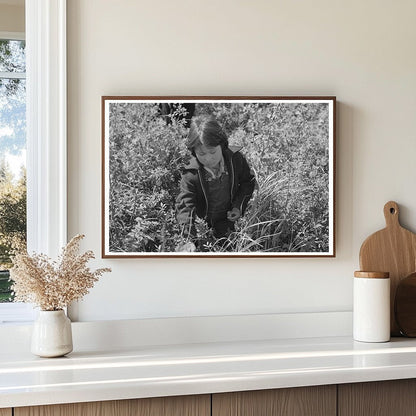 Child Picking Blueberries in Little Fork Minnesota 1937