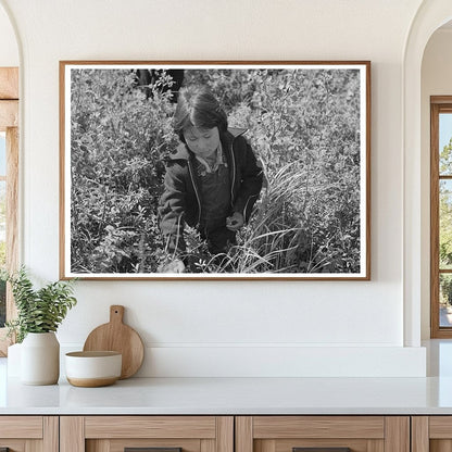 Child Picking Blueberries in Little Fork Minnesota 1937