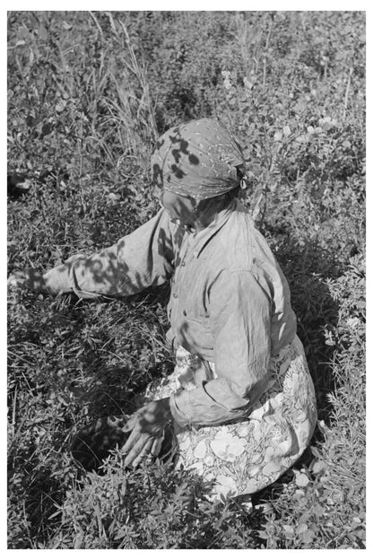 Indigenous Individual Picking Blueberries Minnesota 1937
