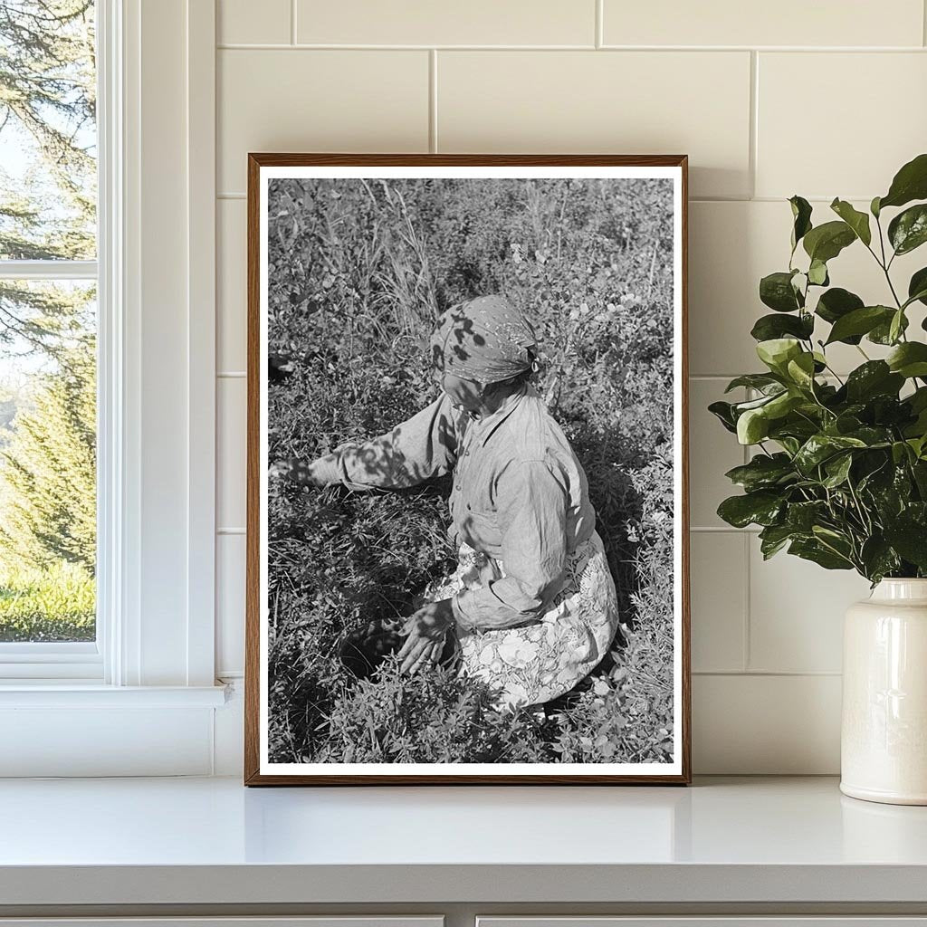 Indigenous Individual Picking Blueberries Minnesota 1937