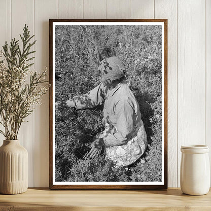 Indigenous Individual Picking Blueberries Minnesota 1937