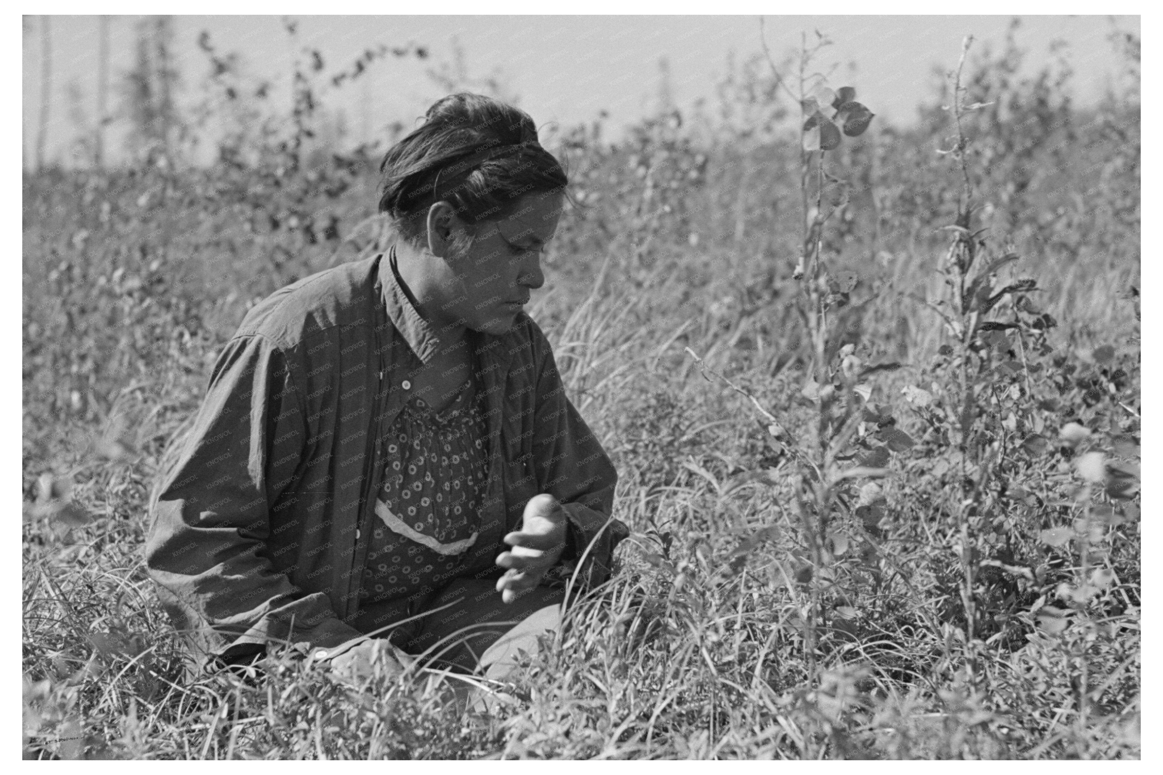 Indigenous Individual Blueberry Picking Minnesota 1937