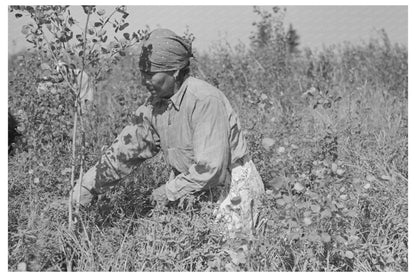 Indian Woman Picking Blueberries Little Fork Minnesota 1937