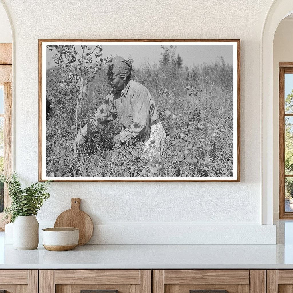 Indian Woman Picking Blueberries Little Fork Minnesota 1937