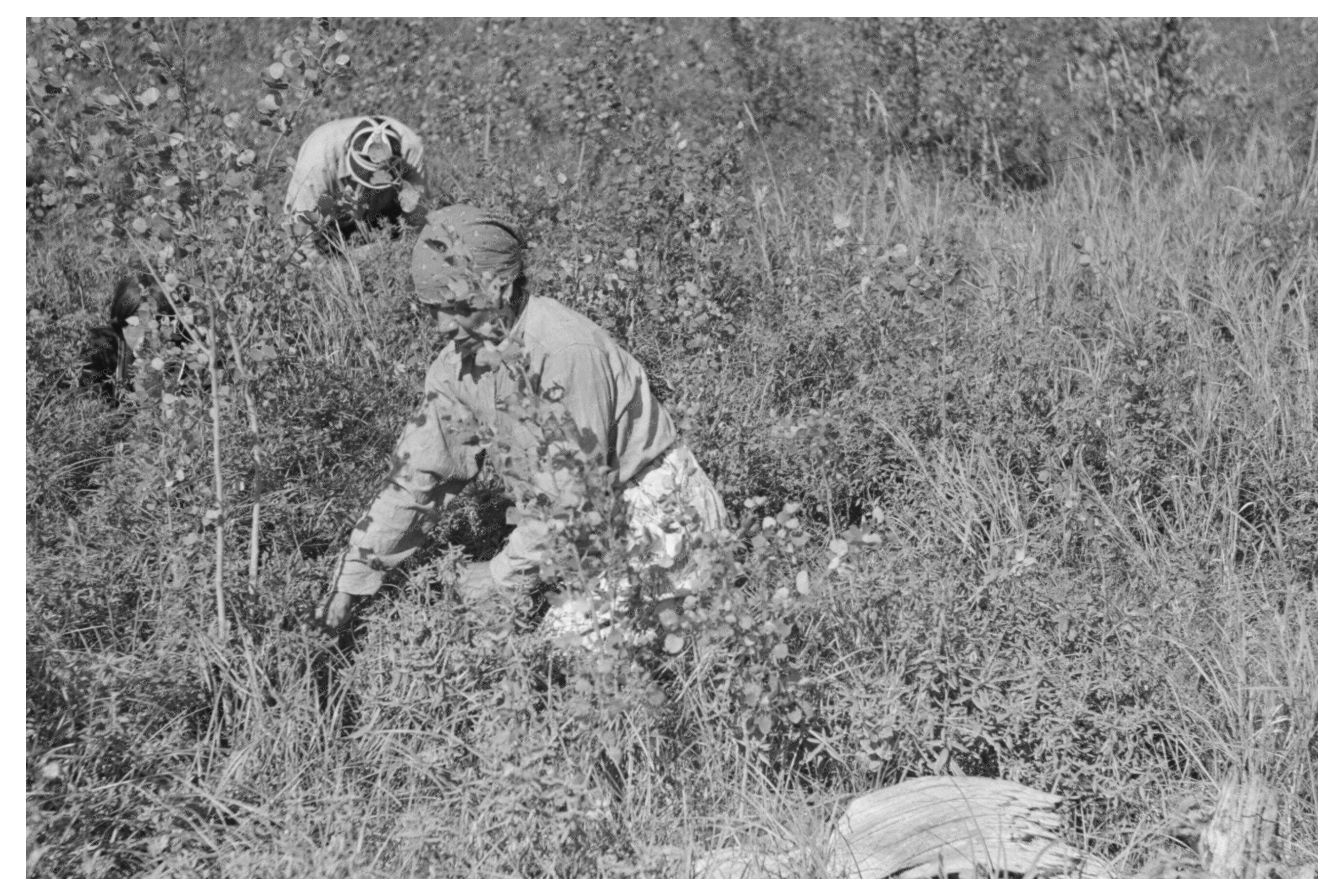 Indigenous Woman Gathering Blueberries Little Fork 1937