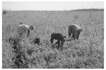 Indigenous Woman Picking Blueberries Minnesota 1937