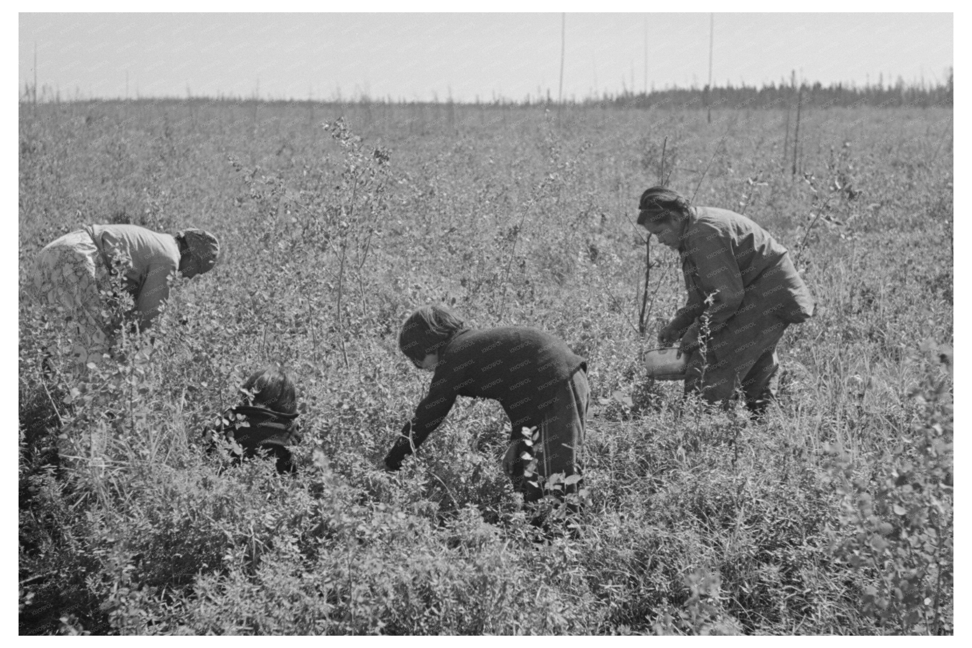 Indian Family Blueberry Harvesting Little Fork Minnesota 1937