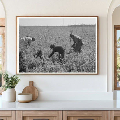 Indian Family Blueberry Harvesting Little Fork Minnesota 1937