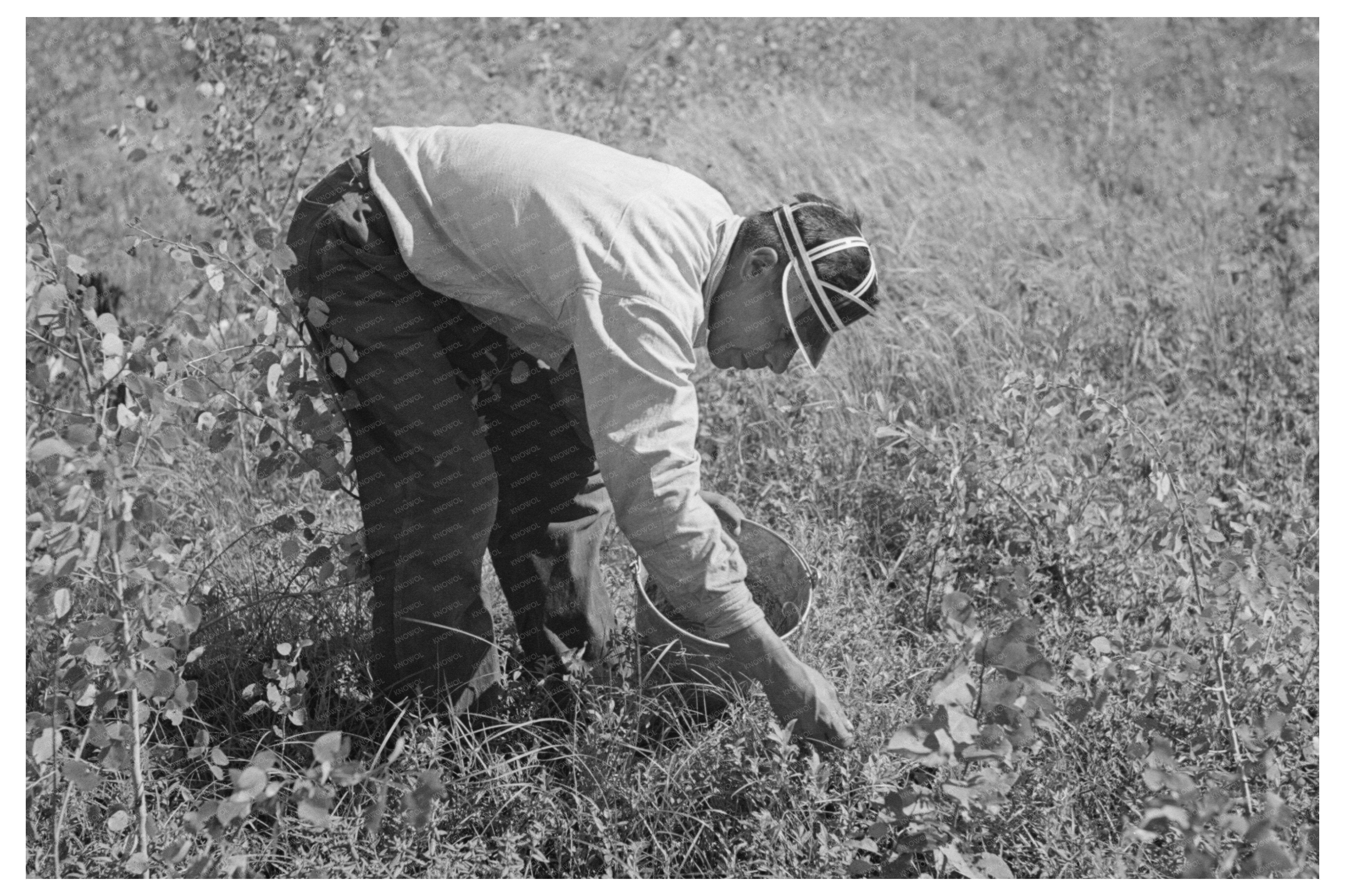 Indian Family Blueberry Picking Little Fork Minnesota 1937