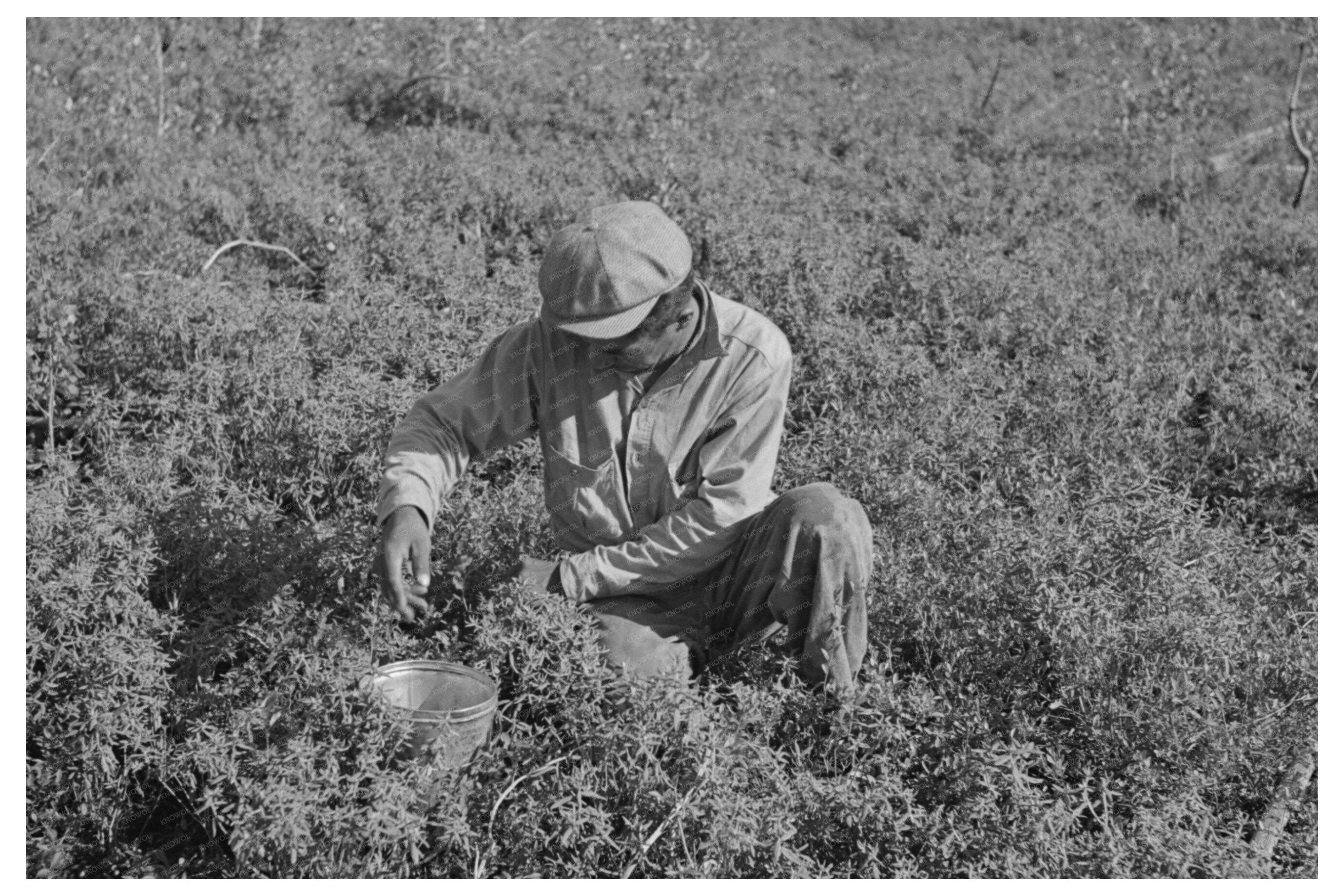 Blueberry Picking in Little Fork Minnesota August 1937