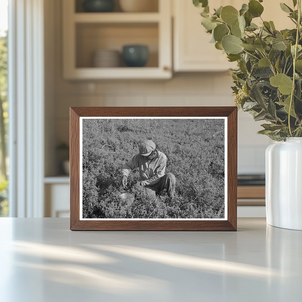 Blueberry Picking in Little Fork Minnesota August 1937