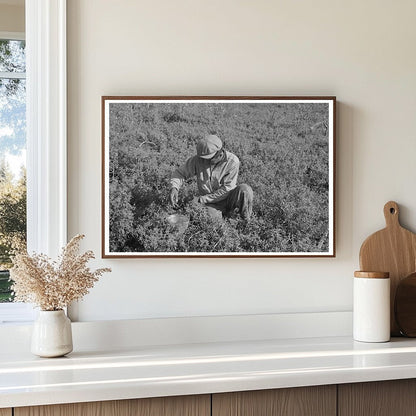 Blueberry Picking in Little Fork Minnesota August 1937