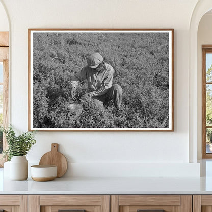 Blueberry Picking in Little Fork Minnesota August 1937