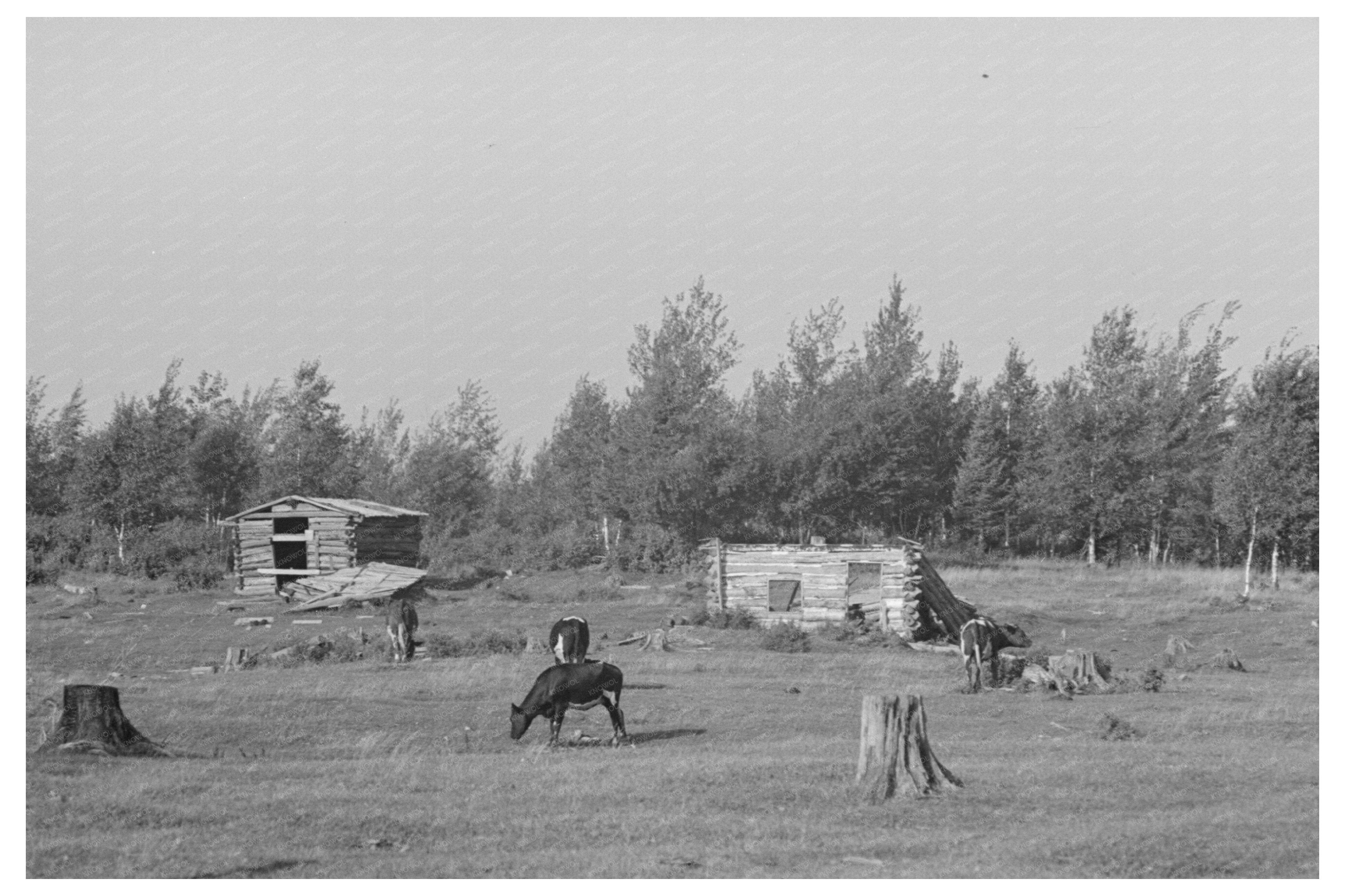 Cows Grazing on Land in Mizpah Minnesota August 1937