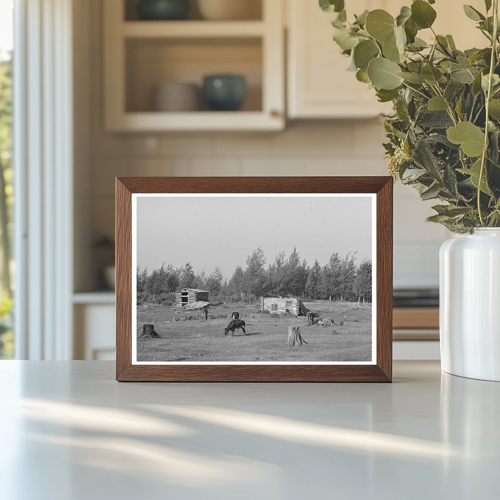 Cows Grazing on Land in Mizpah Minnesota August 1937