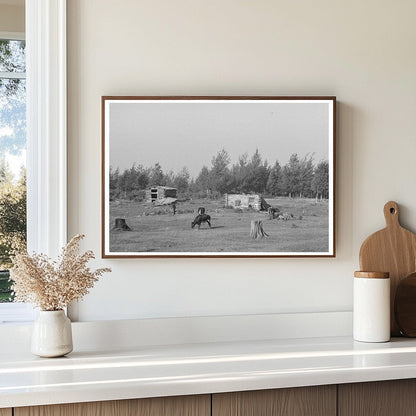 Cows Grazing on Land in Mizpah Minnesota August 1937