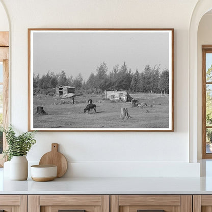 Cows Grazing on Land in Mizpah Minnesota August 1937